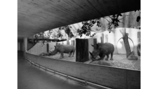 1970, Nashornhaus im Zoo Zürich