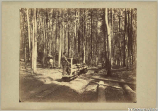 V.C.c.31.:2.10013. Waldarbeiter und Waldeisenbahn. Waldarbeiter im Buchenwald bereiten Baumstämme zum Beladen der Waldeisenbahn vor. (1885)