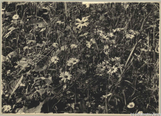 V.C.c.31.:2.10025. Blumenwiese. Wucherblumen, Ausschnitt aus Wiesenbad Sihlwald, Talstrasse unth. Habersaat, 1934. (1934)