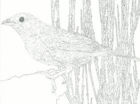 Weisse Karte mit schwarzer Strich-Vogelzeichnung von Vreni Spieser