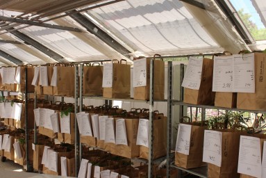 Das Bild zeigt mehrere Metallregale gefüllt mit braunen Papiersäcken, in denen sich die bestellten Tomatensetzlinge befinden. 