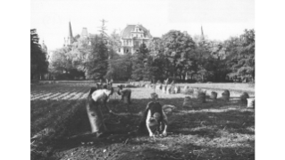 Um 1940, Kartoffelernte im Arboretum
