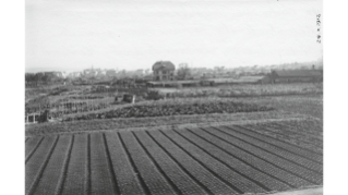 1918, Gärtnerei Morf & Werffeli auf dem heutigen Areal der Stadtgärtnerei, in Albisrieden
