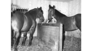 Um 1968, Pferde im Gfellergut in Schwamendingen