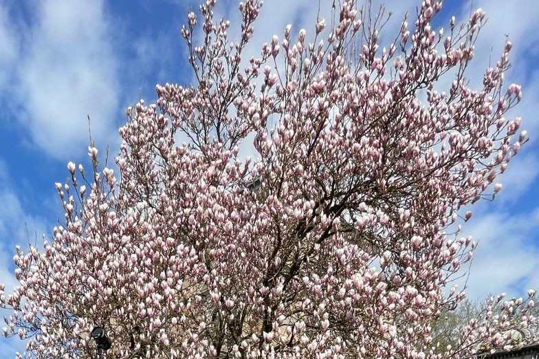 Magnolienblüten