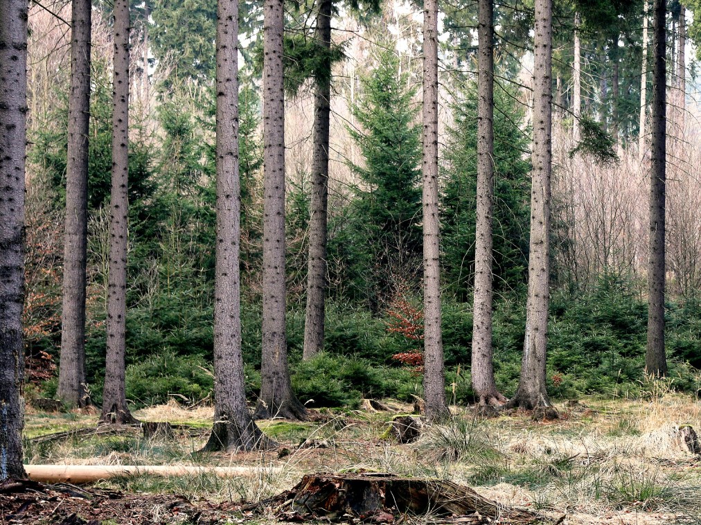 Holzenergie