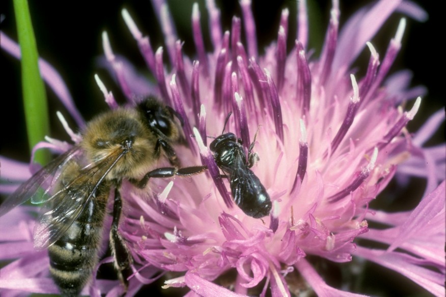 biene-wildbiene-flockenblume biene-wildbiene-flockenblume