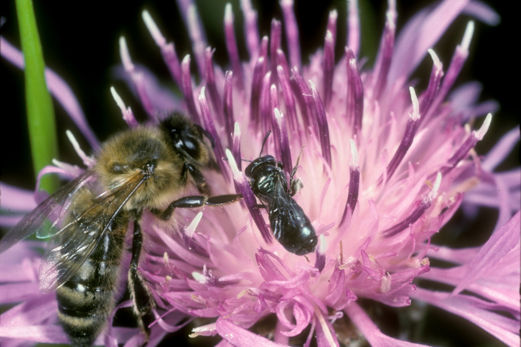 Honigbiene (Apis mellifera) und Wildbiene (Ceratina cyanea) auf Nahrungssuche in der Blüte einer Flockenblume. 