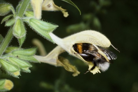 Die Gartenhummel (Bombus hortorum) kommt häufig in blütenreichen Gärten vor, wo sie wegen ihres fast körperlangen Rüssels gern Blüten mit langen Kronröhren besucht. 