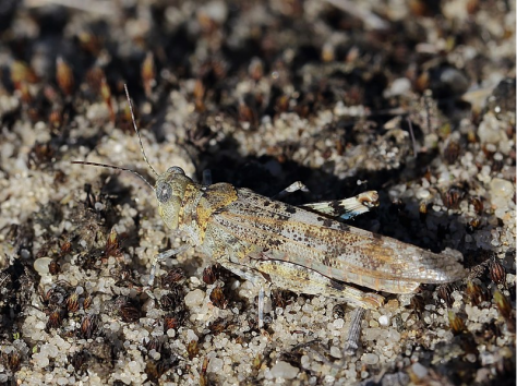 Bild der blauflügeligen Sandschrecke 