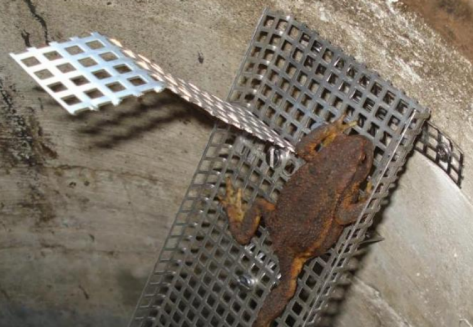 Bild einer Kröte beim Auf- und Ausstieg auf einer Amphibienleiter. 