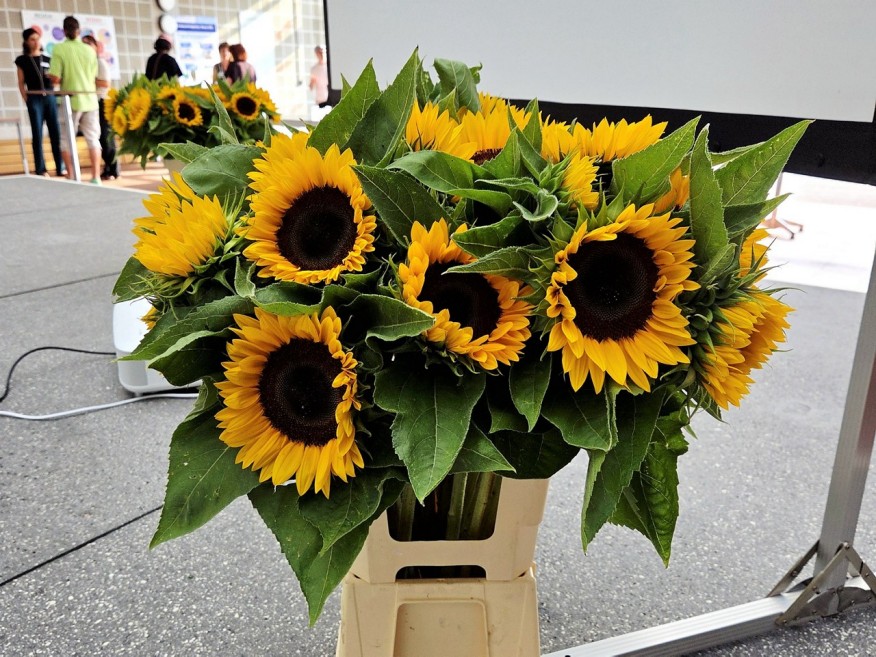Gelbe Sonnenblumen