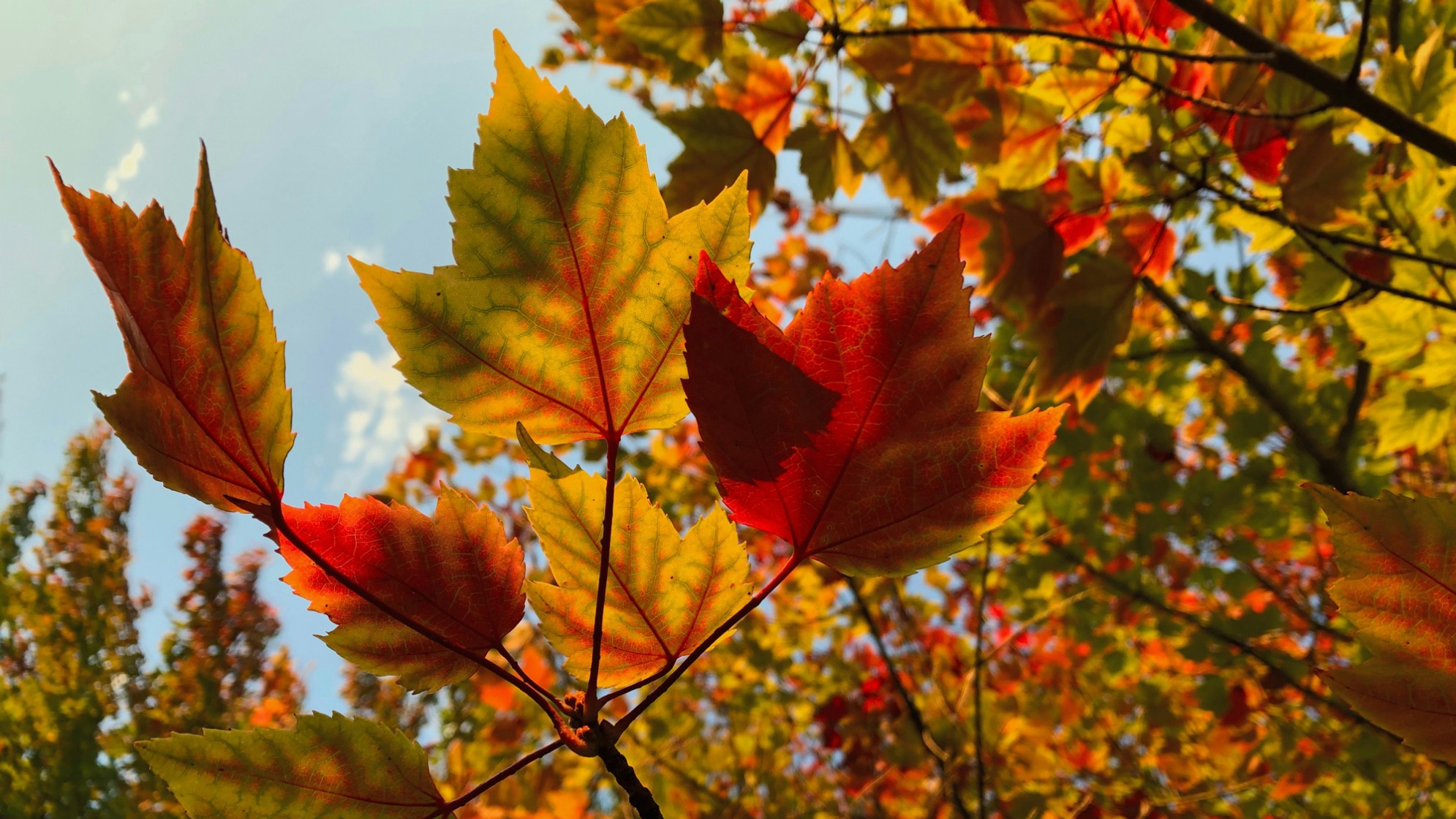 Gefärbte Herbstblätter