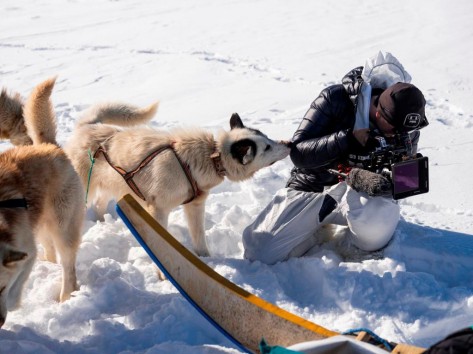 Schlittenhunde