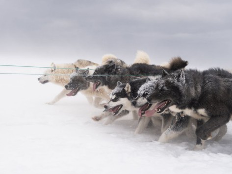 Schlittenhunde