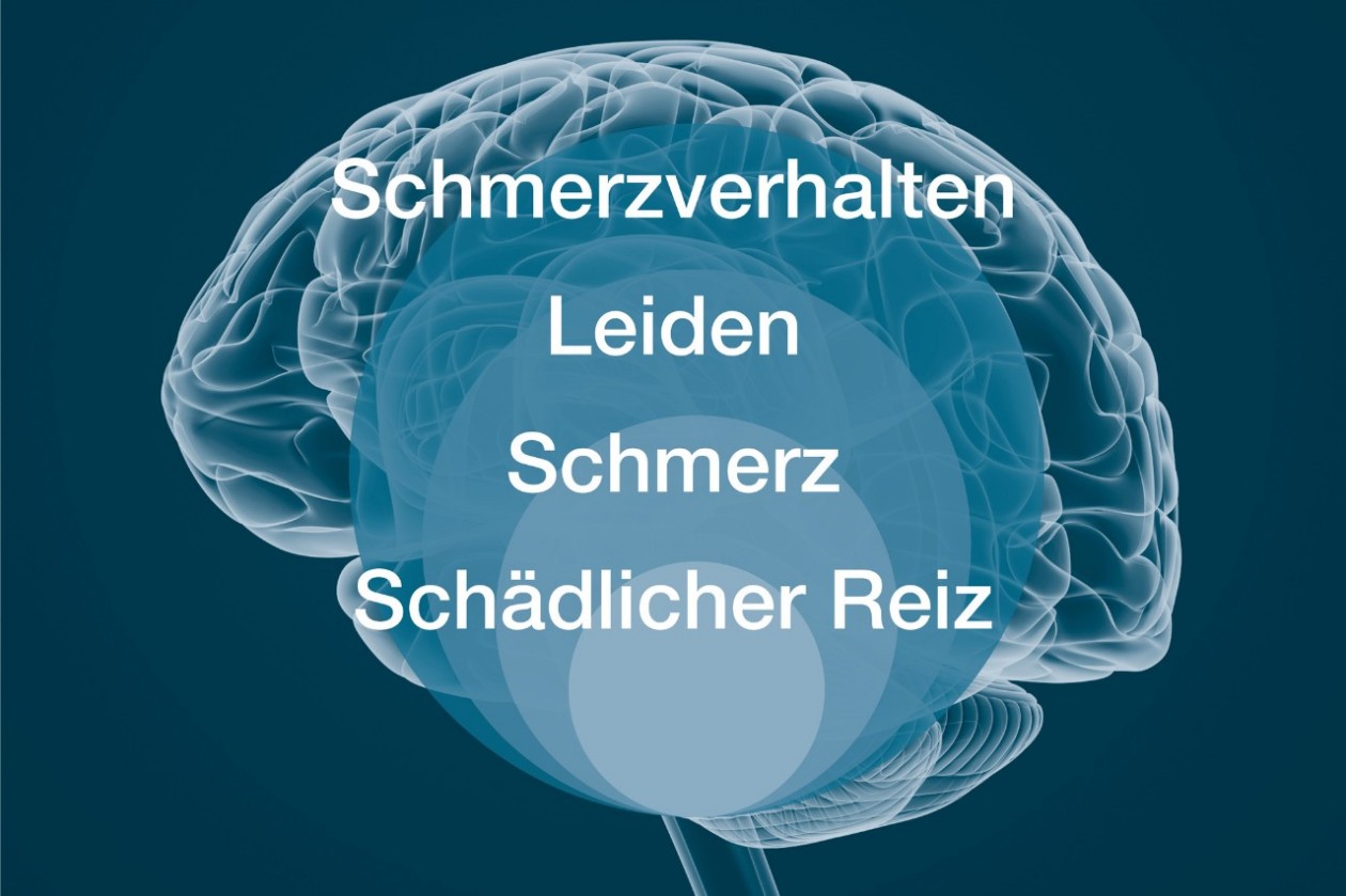 Bio-psycho-soziales Schmerzmodell