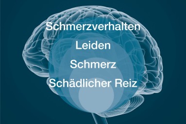 Bio-psycho-soziales Schmerzmodell