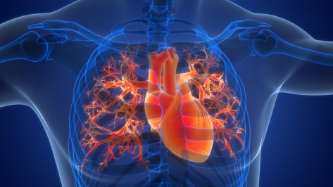 Human Circulatory System Heart Anatomy