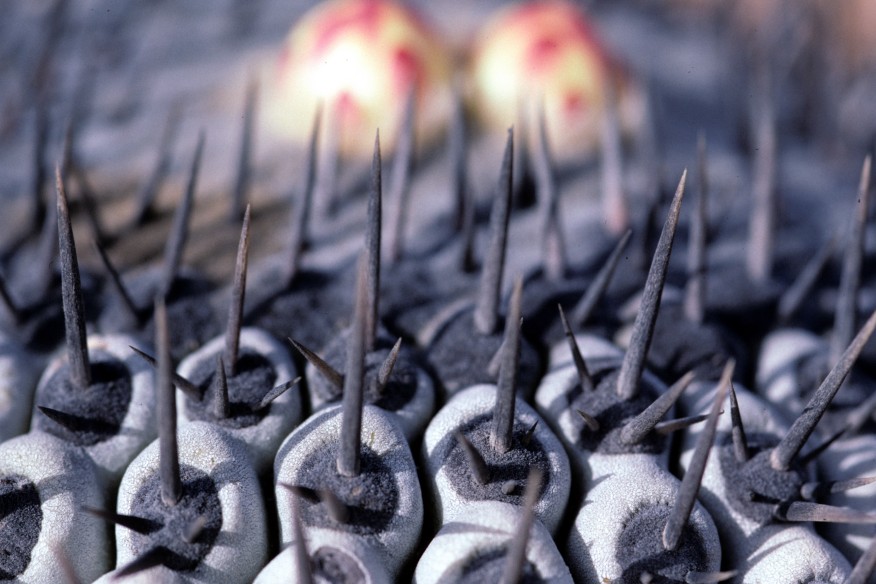 Eggli-97-38-29-Copiapoa-cinerea-columna-alba-Eggli-sn-spines-areoles