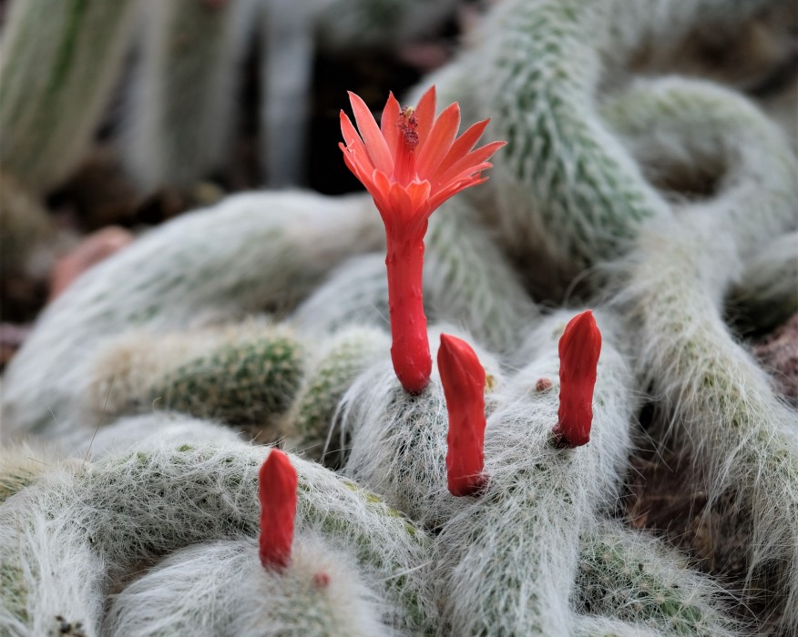 Cleistocactus-winteri-ssp.-colademono-orig-hort-ZSS-99-7138-0-Bild02