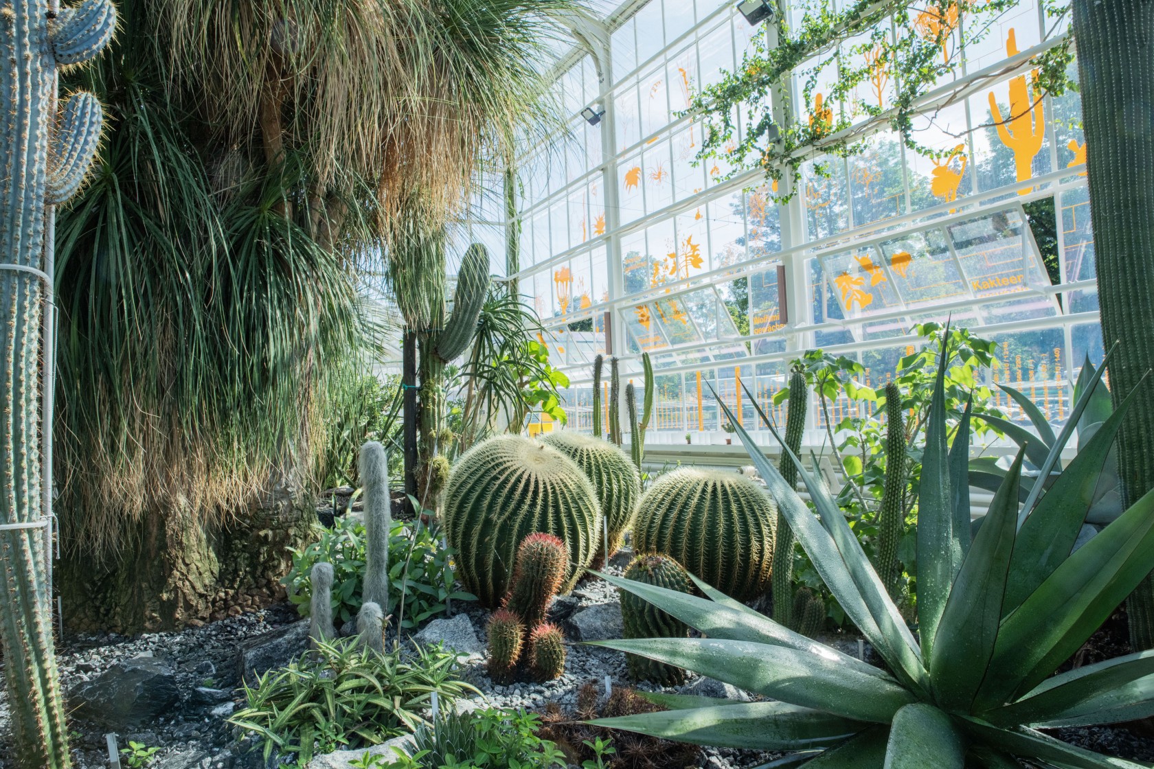 Kakteen im Grosspflanzen-Gewächshaus der Sukkulenten-Sammlung Zürich