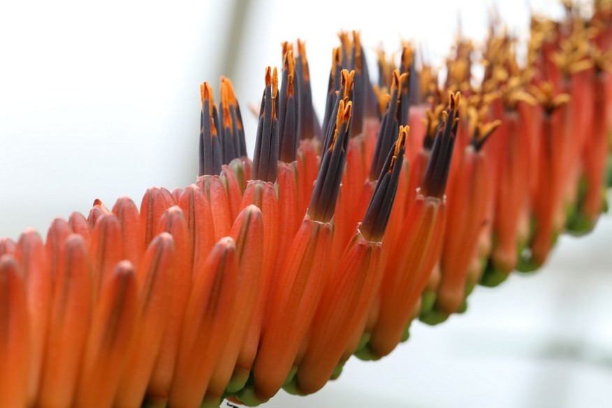 Rote Blüte von einer Aloe Pflanze