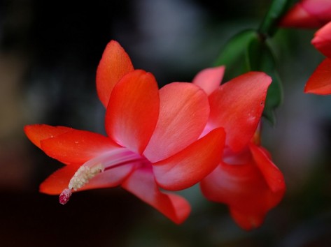 Rote Blüte vor schwarzem Hintergrund