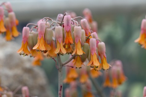 Kalanchoe fedtschenkoi