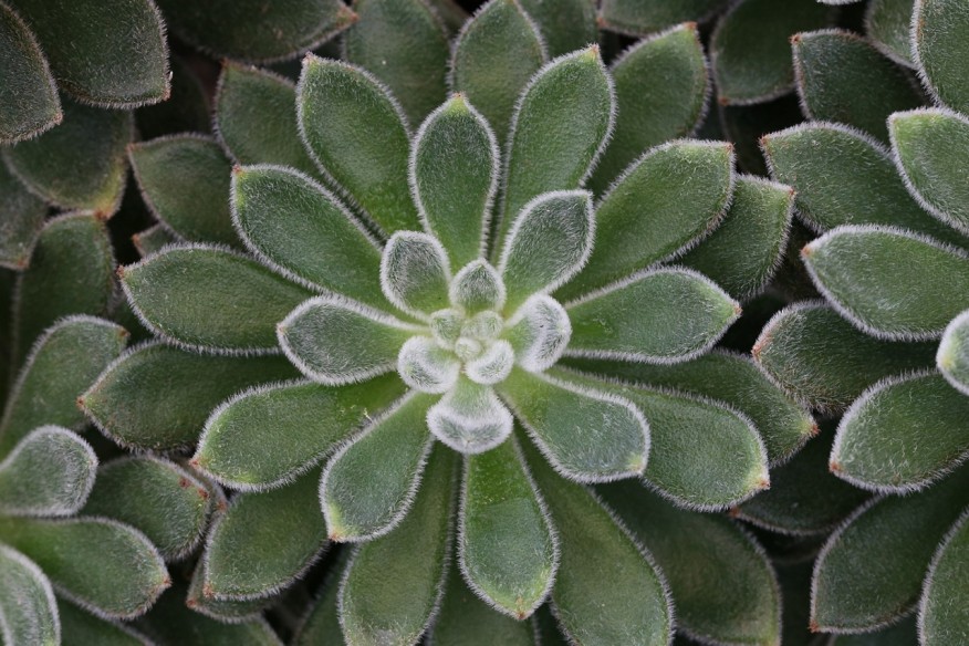 leicht behaarte Blätter, die rosettenförmig angeordnet sind.