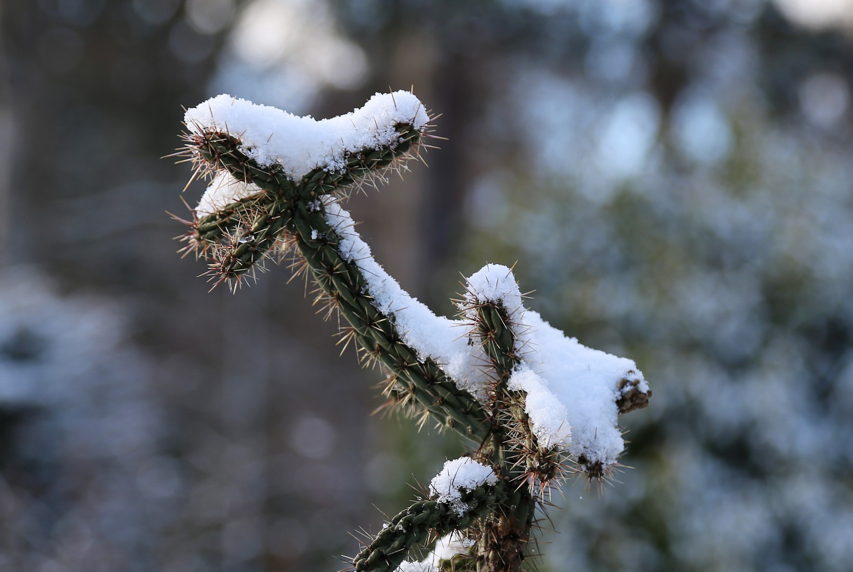 Eine blühende Aloe-Pflanze mit orangenen Blüten