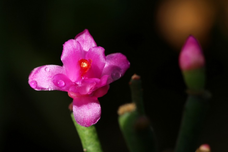 Hatiora-herminiae-Supthut-15-0362-0-Flower-Bild01