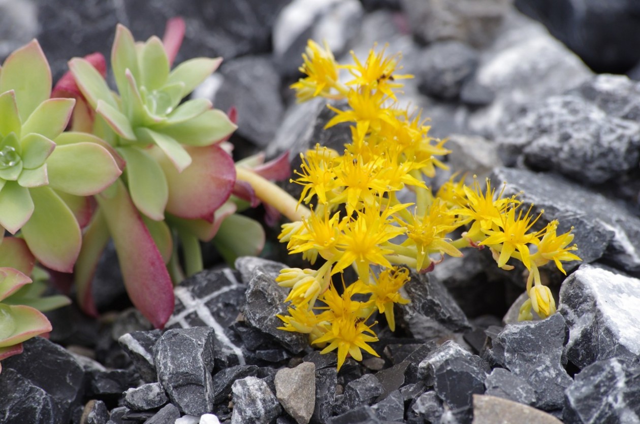 Sedum-palmeri-b