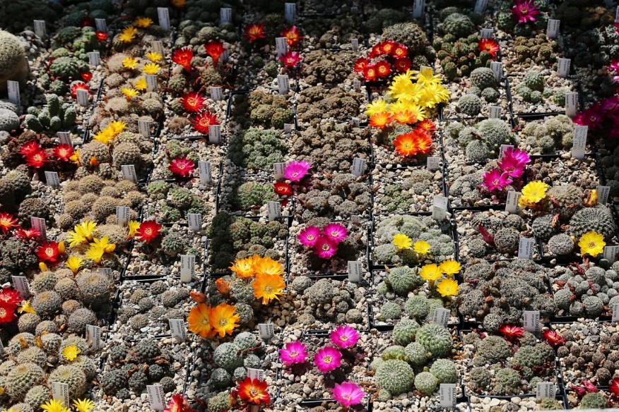 FruehbeetkaestenBlueteKakteen2022