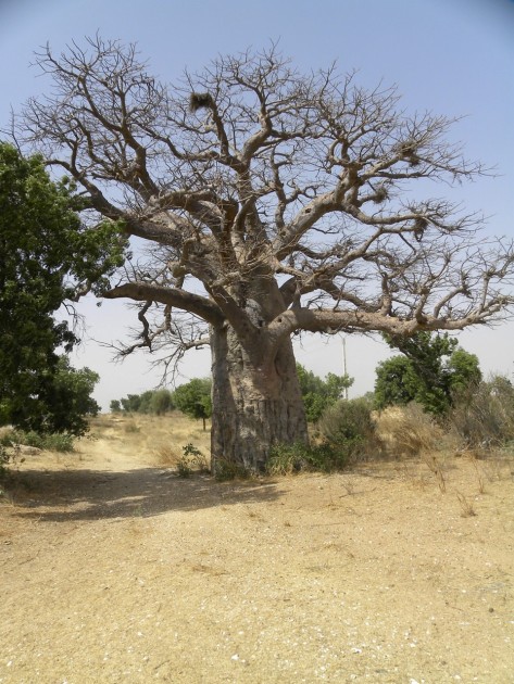 Baobab