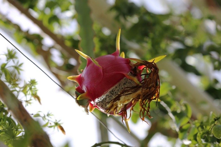 Eine Drachenfrucht wächst vor einem grünen Pflanzenhintergrund