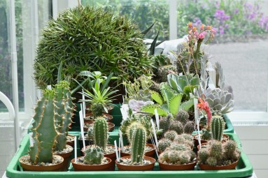 Sortiment von möglichen Verkaufspflanzen aus Eigenproduktion