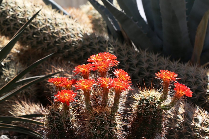 Echinocereus polyacanthus in Blüte Echinocereus polyacanthus in Blüte