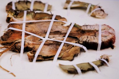 Pressed cactus body, fastened with strips of paper on a herbarium sheet.