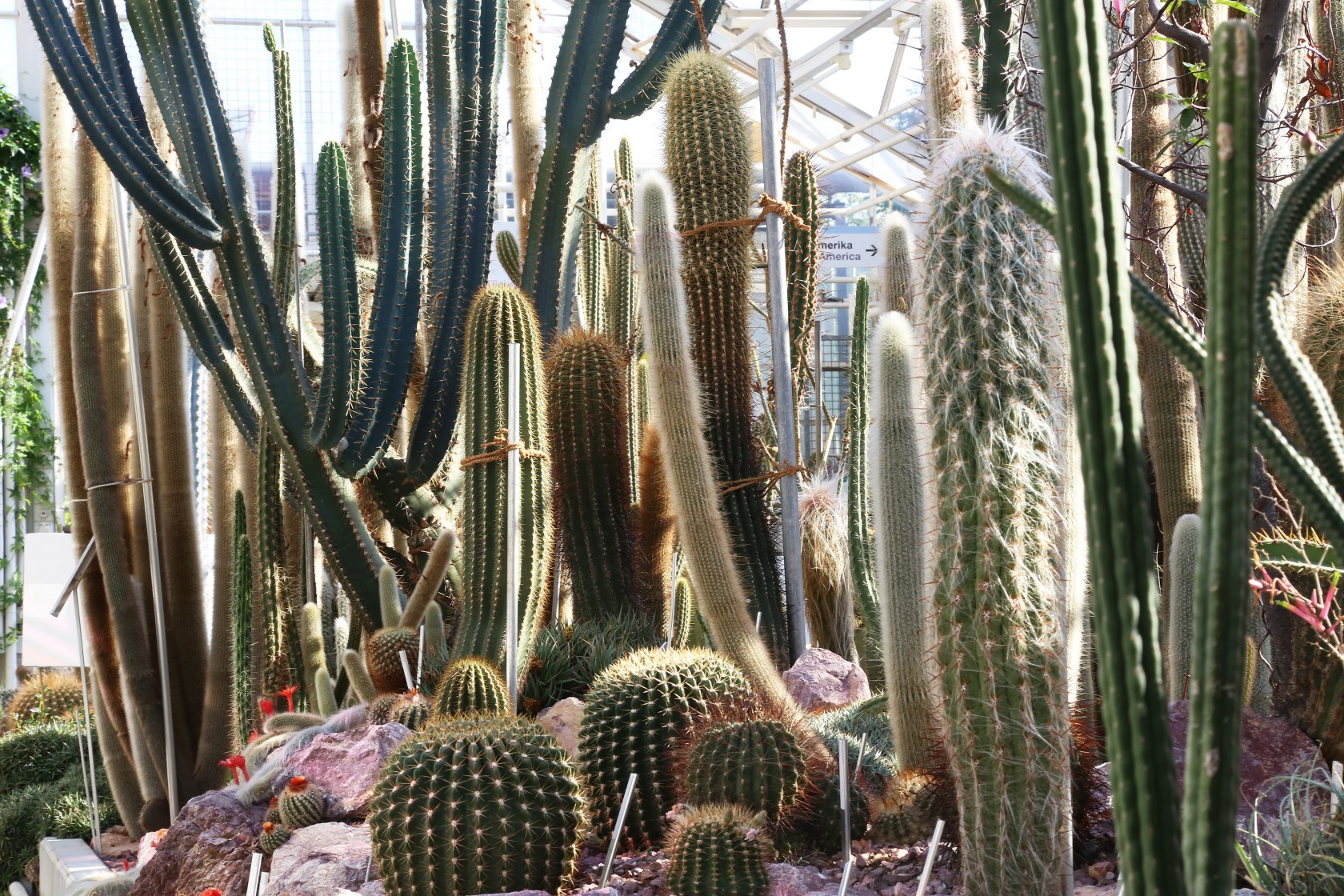 Kakteen im Gewächshaus der Sukkulenten-Sammlung Zürich