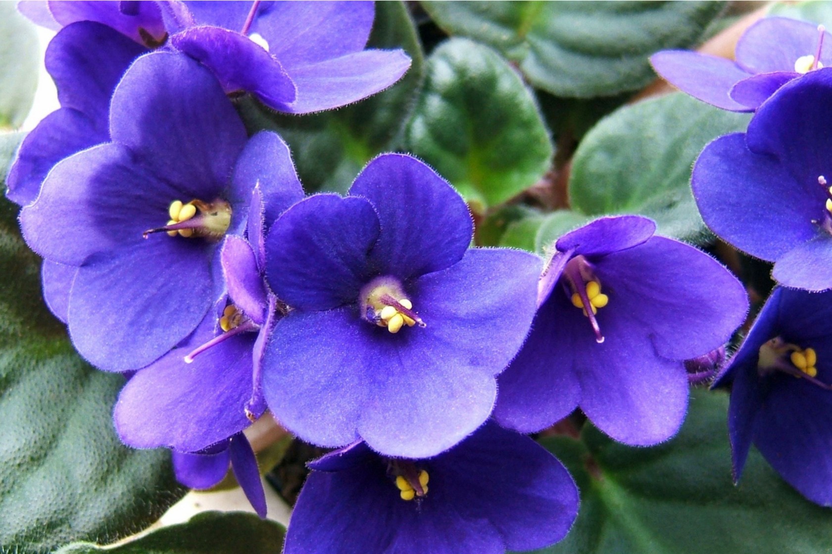 Nahaufnahme der violetten Blüten einer Saintpaulia ionantha