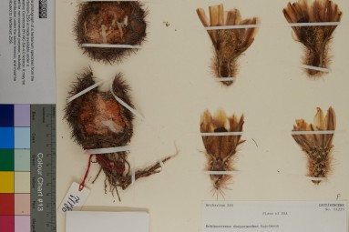 Preserved sheet cover with dried flowers.