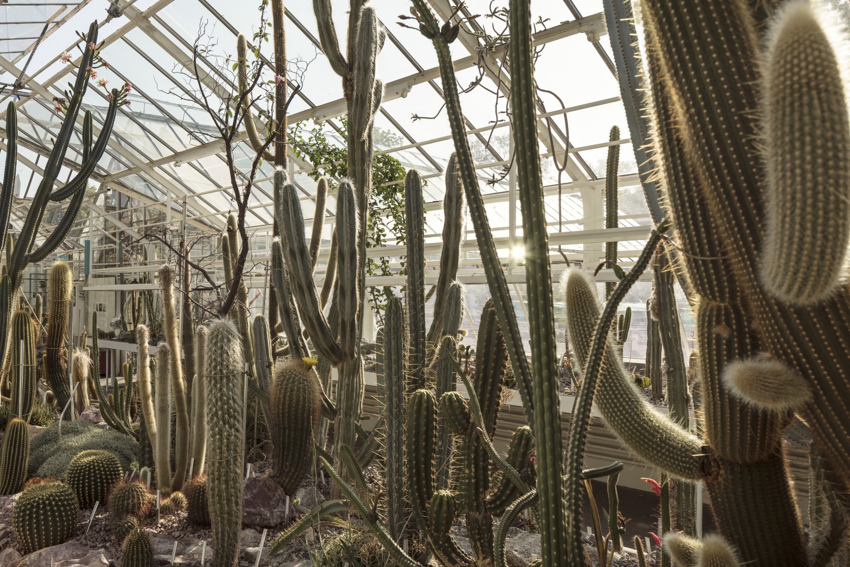 Pflanzenbestand im Südamerikahaus