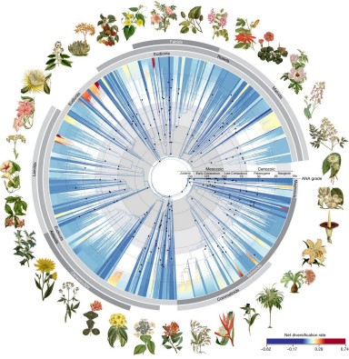 Phylogenetic tree for angiosperms