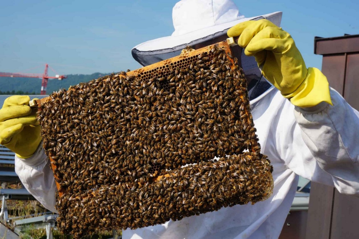 Bienen Wabe
