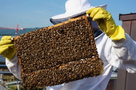Bienen Wabe Bienen Wabe
