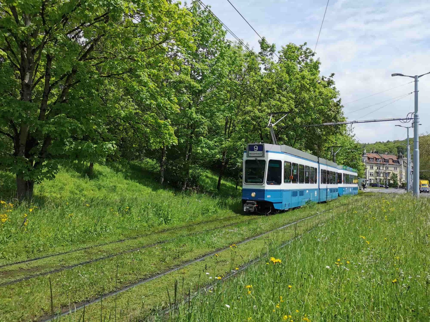 Eine blau-weiße Tram fährt auf einer grünen, von Bäumen gesäumten Strecke