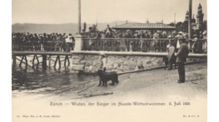 1901, Postkarte mit Wodan, dem Sieger im Hunde-Wettschwimmen