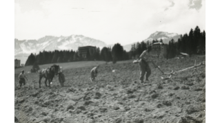 1942, Anbauwerk Crans-Montana, internierte Polen an der Arbeit beim Kartoffelstecken