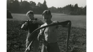 1942, Pflanzwerk auf dem Areal der Werkzeugmaschinenfabrik Oerlikon, Jugendliche mähen den Kartoffelacker