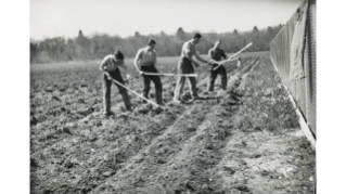 1942, Pflanzwerk auf dem Areal der Werkzeugmaschinenfabrik Oerlikon, Kartoffelsaat wird zugedeckt
